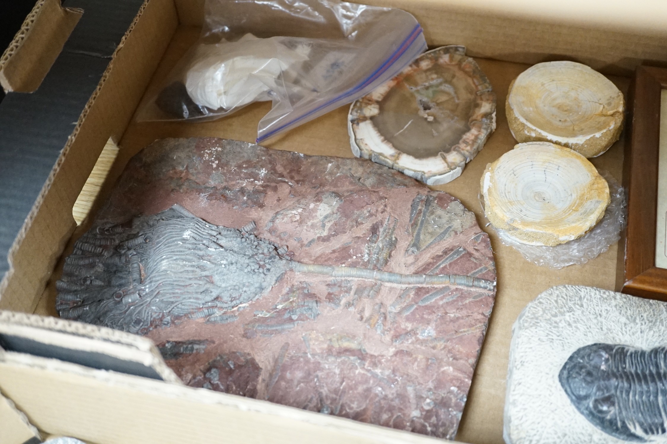A collection of assorted fossils, minerals and amber